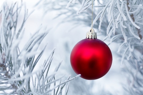 松の枝にクリスマスの装飾 - 写真・画像