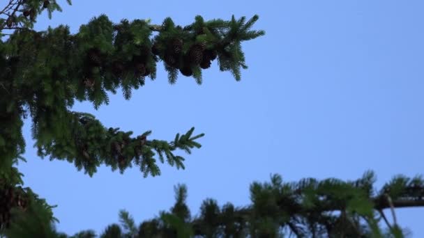 coniferous fir tree branches with cones move under blue sky background. 4K - Séquence, vidéo