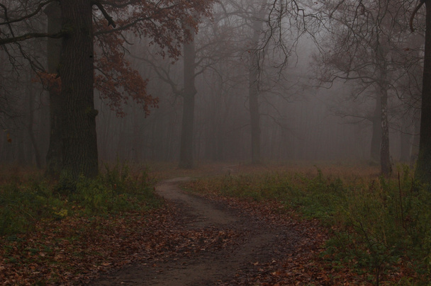 Camino conduce en otoño bosque de niebla
 - Foto, Imagen