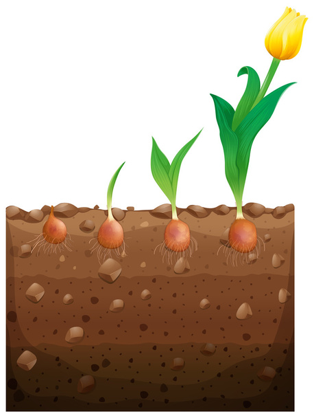 Flor de tulipa crescendo subterrânea
 - Vetor, Imagem