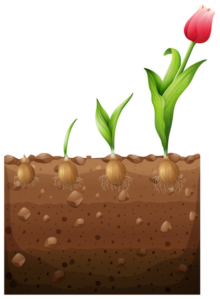 Tulipán, rostoucí z podzemí - Vektor, obrázek