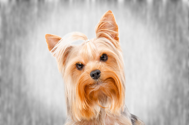 Portrait of Yorkshire Terrier - Photo, Image