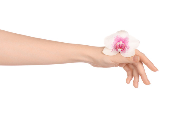 Nature and spa vacation topic: a woman's hand holding a beautiful purple flower isolated on a white background in studio - Photo, Image