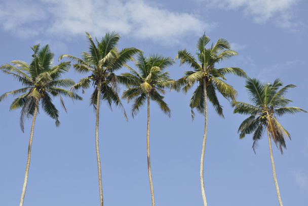 Palmen vor einem schönen klaren Himmel - Foto, Bild
