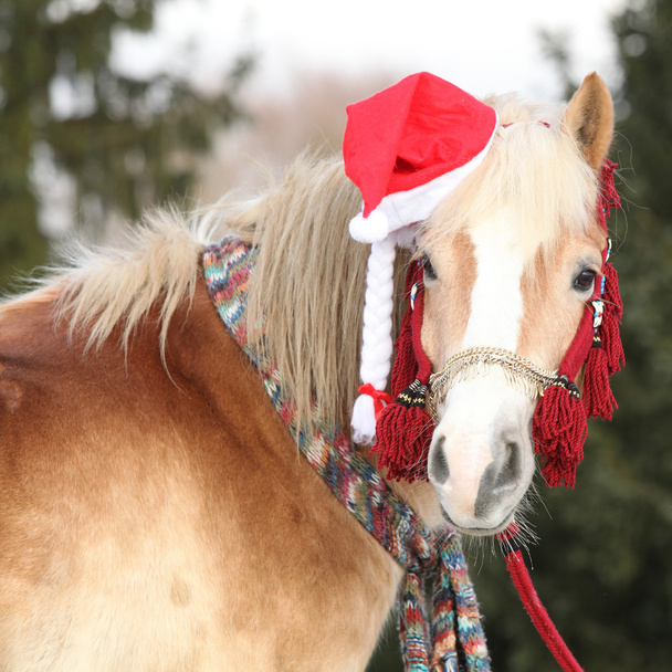 Cavallo incredibile con cappello di Natale e regali
 - Foto, immagini