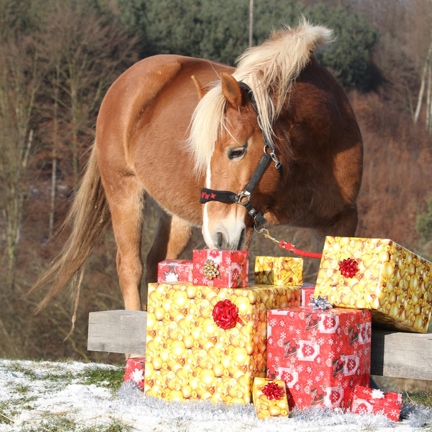 Belo cavalo com presentes de Natal
 - Foto, Imagem