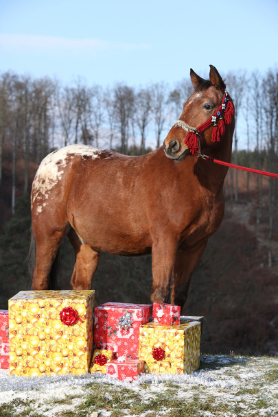 Piękny koń z Boże Narodzenie prezenty - Zdjęcie, obraz