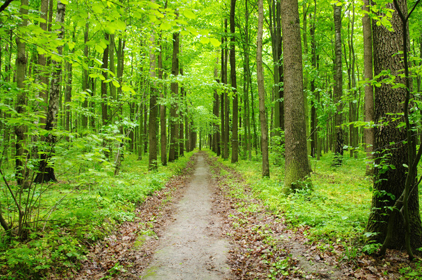 Grüner Wald - Foto, Bild