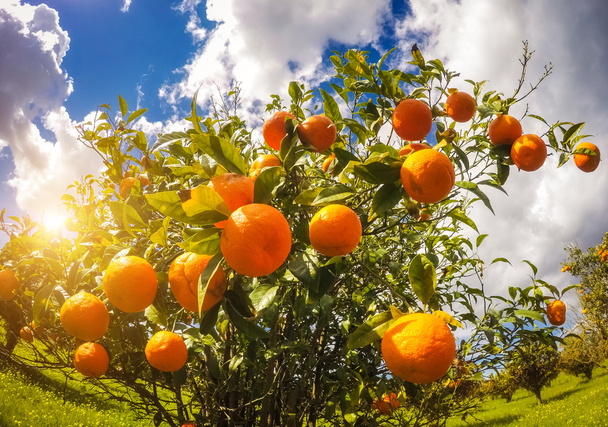Vista del jardín de naranjas con cielo azul. - Foto, Imagen