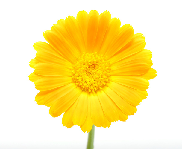 Flor naranja
 - Foto, Imagen