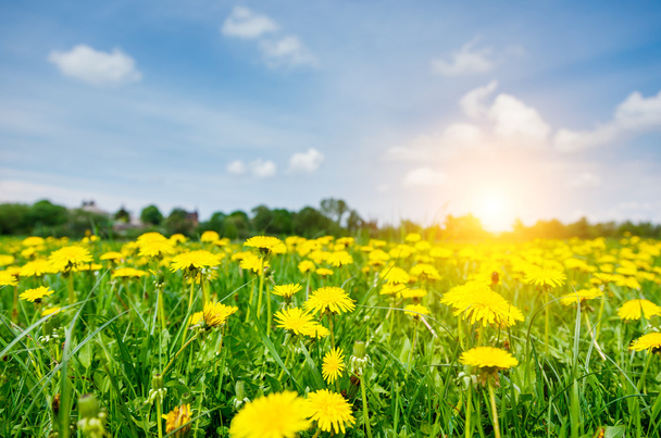 Campo con i fiori di tarassaco giallo fresco - Foto, immagini