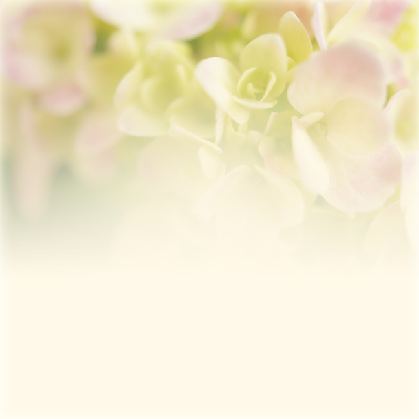 Sweet růžové hortenzie v měkké barvy stylu pro romantické pozadí - Fotografie, Obrázek