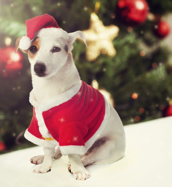 Perro vestido como Papá Noel en el tema de Navidad
 - Foto, imagen