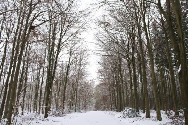 зимовий ліс пейзаж
 - Фото, зображення