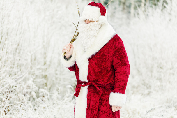 Santa Clause s bříza v zasněženém lese - Fotografie, Obrázek