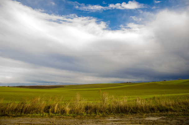 Paisaje de campo con hierba espesa. Ucrania
 - Foto, imagen