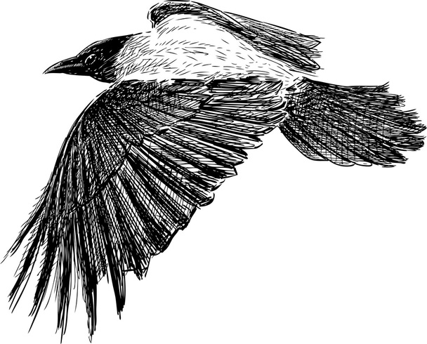 crow in flight - Vetor, Imagem