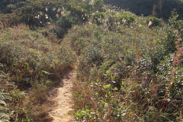 Yuen Tsuen oude Trail - Foto, afbeelding