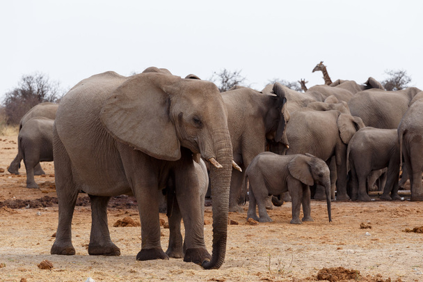 rebanho de elefantes africanos em um buraco de água
 - Foto, Imagem