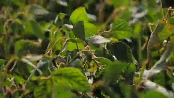 campo de soja verano
 - Metraje, vídeo