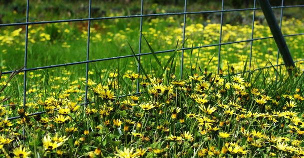 Yellow Daisies against fence - Photo, Image