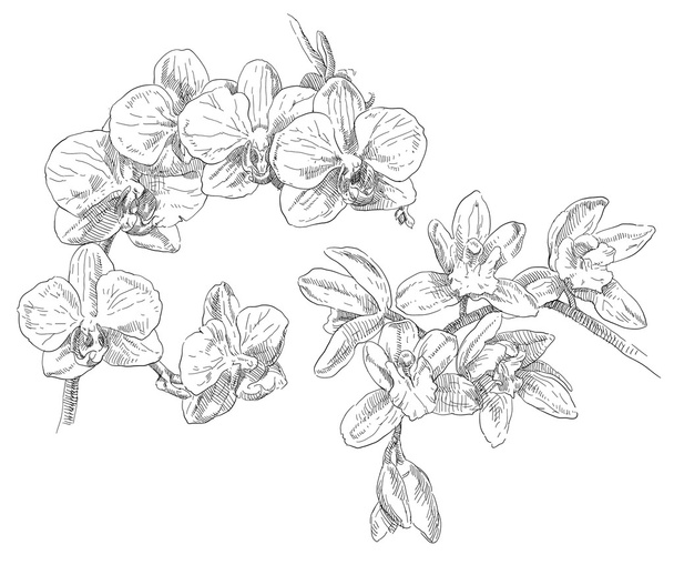 Beauty hand drawn orhid flowers - Vektori, kuva