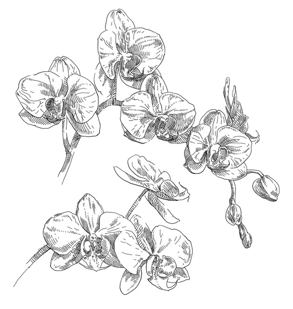 Beauty hand drawn orhid flowers - Vektor, kép