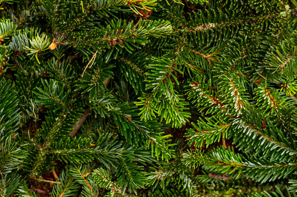 Vánoční borových větví - Fotografie, Obrázek