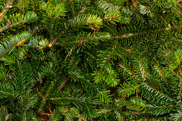 Christmas pine branches - Photo, Image