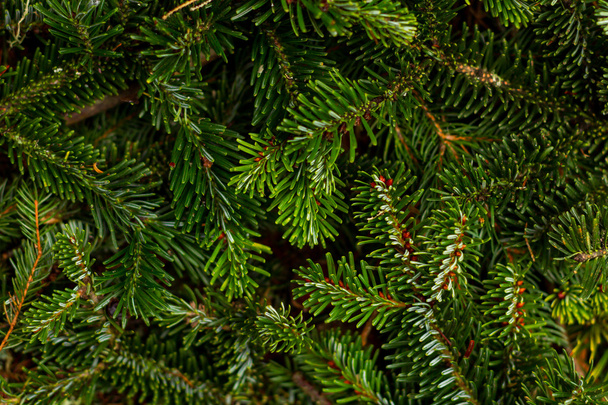 branches de pin de Noël
 - Photo, image