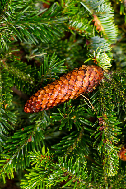 Rami e coni di pino natalizio
 - Foto, immagini