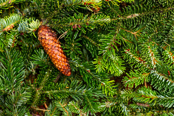 Christmas pine branches and cones - 写真・画像