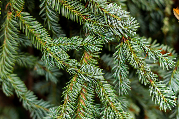 Ramas de pino Navidad
 - Foto, Imagen