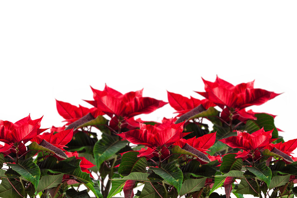 Mikulásvirág, karácsonyi háttér - Fotó, kép