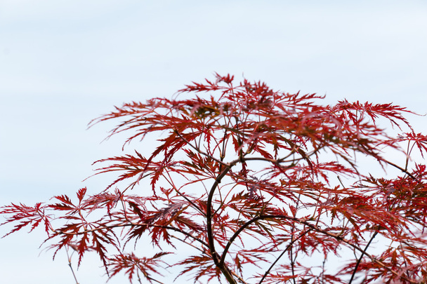 Bordó levelei a japán juhar fa, szabadon - Fotó, kép