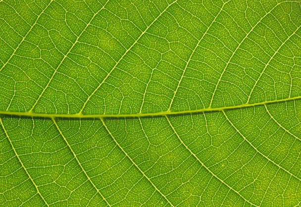 green leaf texture - Photo, Image