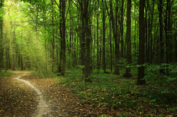 Árboles en un bosque verde  - Foto, Imagen