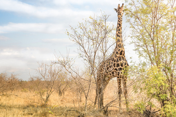 Giraffen tummeln sich im Safaripark hinter Bäumen - freie Wildtiere in echtem Naturreservat in Südafrika - warme Farbtöne am Nachmittag - Foto, Bild