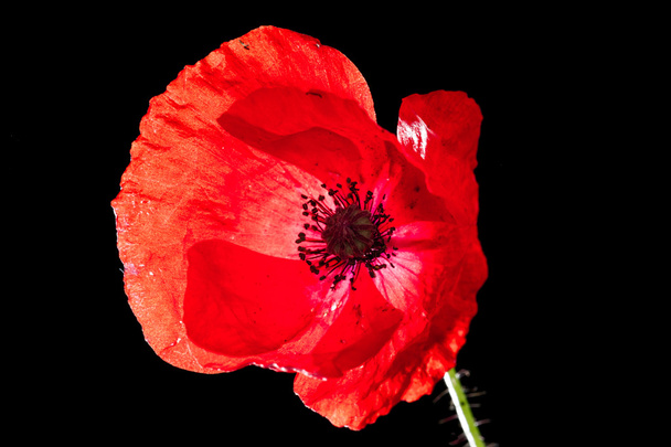 red poppy detail - Photo, Image