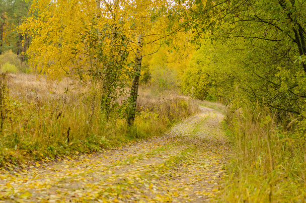 autumn, autumnal,  woods, foliage,  background, botany - Photo, Image