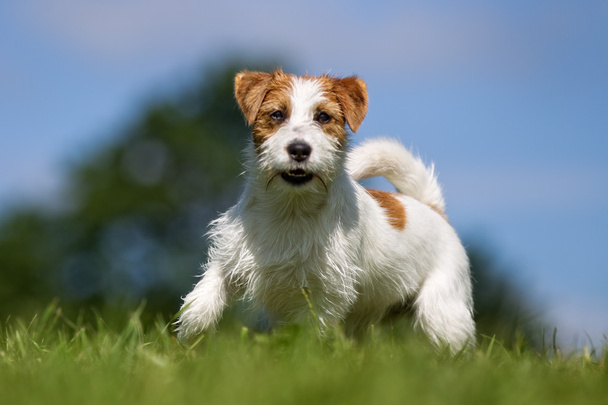 Джек Рассел тер'єр собака на відкритому повітрі на траві - Фото, зображення