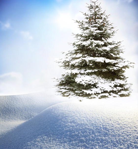 Рождественская елка в снегу  - Фото, изображение