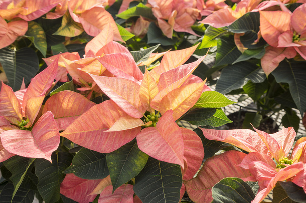 Peachy Colored Christmas Poinsettias in Pots on Display - Photo, Image