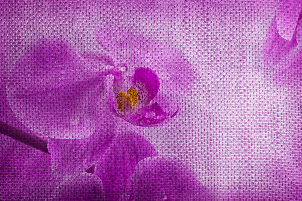 Blüten von Orchideen - Foto, Bild