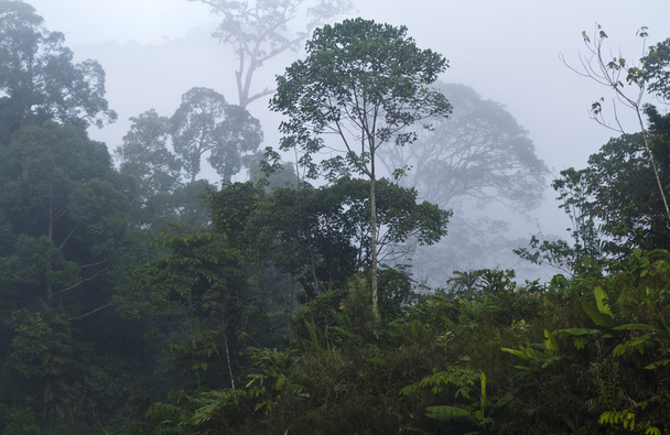 ködös erdő - Fotó, kép