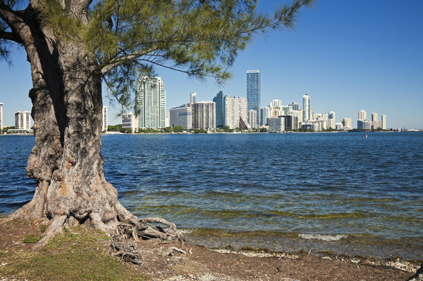 Fák és a skyline a Miami - Fotó, kép