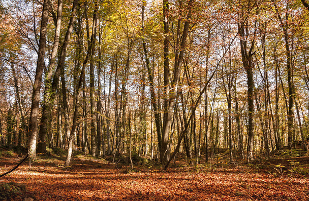 Beech forest in autumn - Фото, изображение