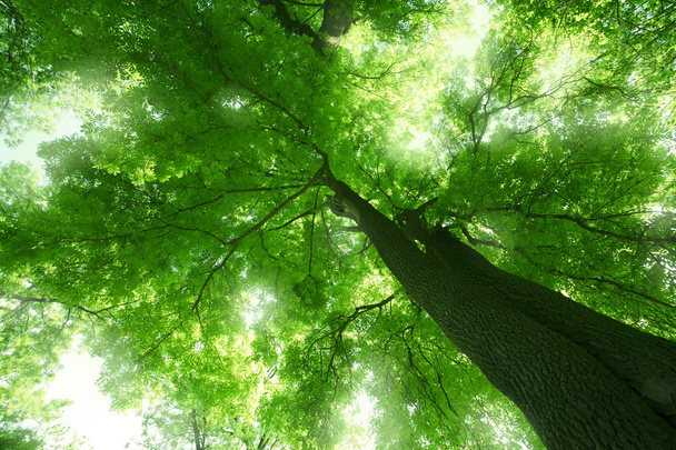 Les v létě - Fotografie, Obrázek