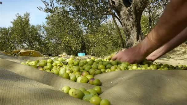 Man harvesting green olives on plantation - 映像、動画
