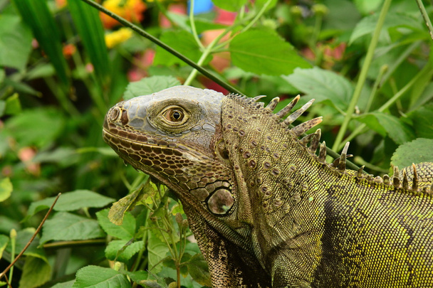 Yeşil iguana portre. - Fotoğraf, Görsel